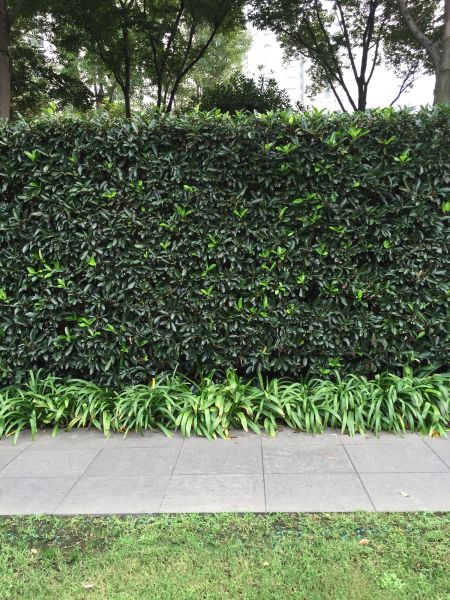 Privacy Shrub Planting in Reno