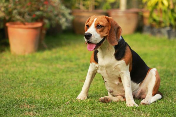 Dog Friendly Landscaping in Reno