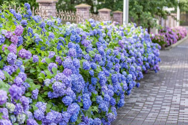 Hydrangea Landscaping in Reno