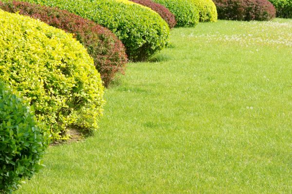 Shrubbery Planting in Reno