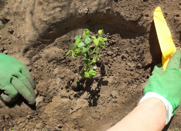 Rose Bush Planting in Reno