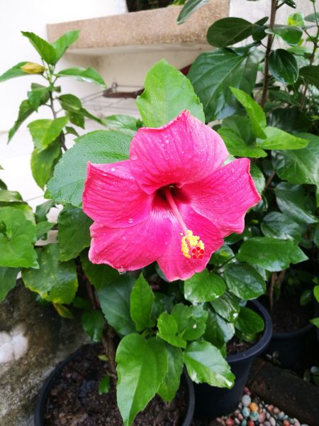 Hibiscus Planting in Reno