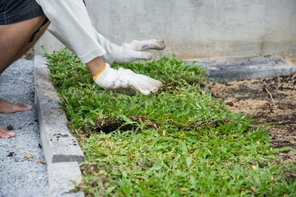 Ground Cover Planting in Reno