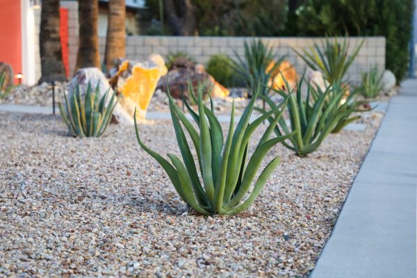 Drought Resistant Landscaping in Reno