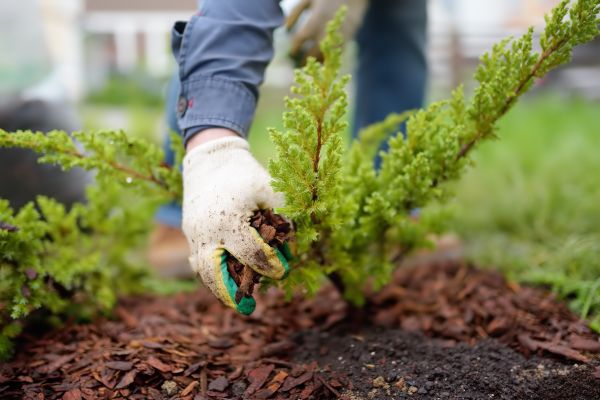 Church Mulching in Reno