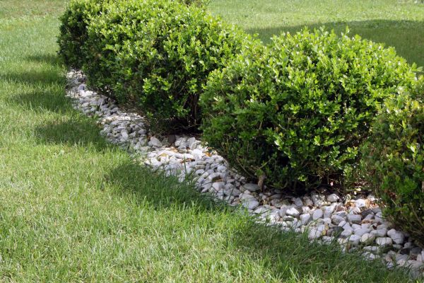 Boxwood Planting in Reno