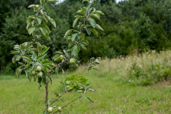 Apple Tree Planting in Reno
