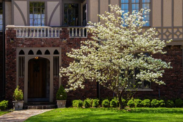 Dogwood Tree Planting in Reno
