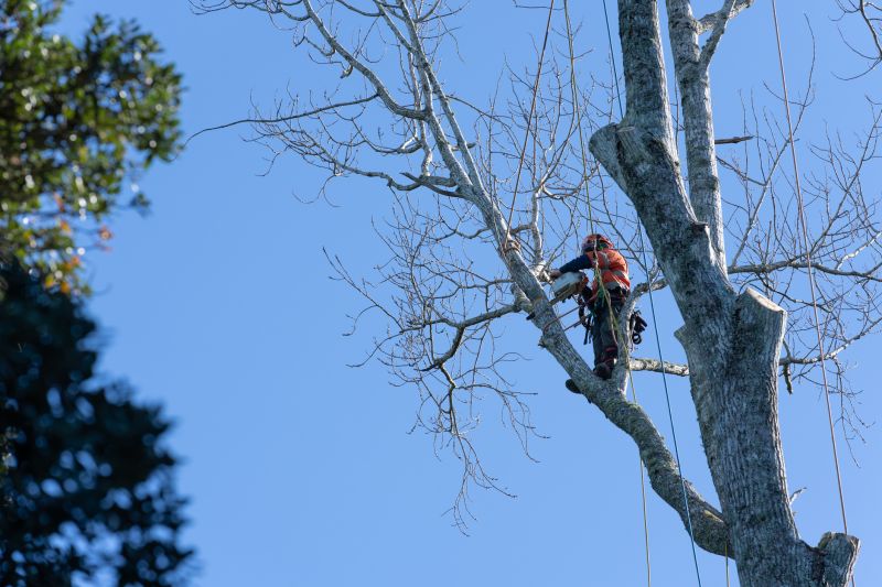Arborist Tree Service