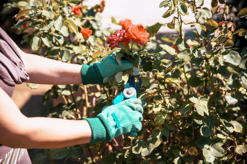 Rose Bush Planting